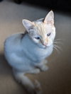 DRACO - Playful Young Adult