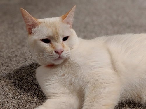 DRACO - Playful Young Adult