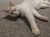 DRACO - Playful Young Adult