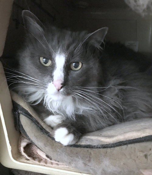 STEVIE - Offered by Owner
