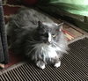 STEVIE - Offered by Owner