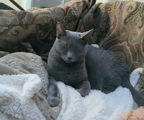 SAYDIE - Kauai Kitty - Russian Blue Mix