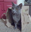 SAYDIE - Kauai Kitty - Russian Blue Mix