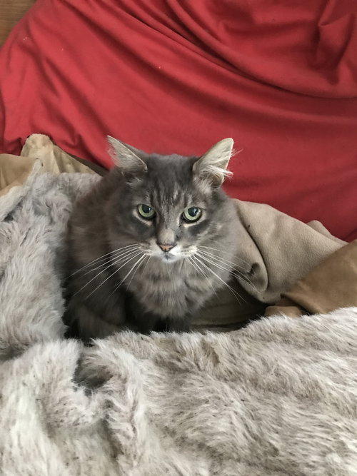 MOE - offered by Owner - Outside Cat
