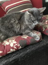 MOE - offered by Owner - Outside Cat