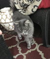MOE - offered by Owner - Outside Cat