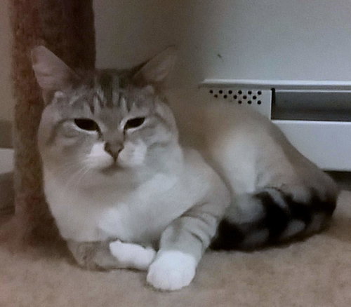SPENCER - Offered by Owner - Young Adult