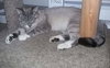 SPENCER - Offered by Owner - Young Adult