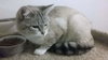SPENCER - Offered by Owner - Young Adult