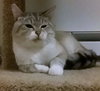 SPENCER - Offered by Owner - Young Adult