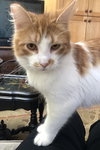 ANNIE - Offered by Owner - Young Adult