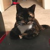 CHEYENNE - Young Calico Adult