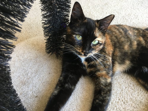 CHEYENNE - Young Calico Adult