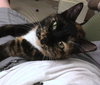 CHEYENNE - Young Calico Adult