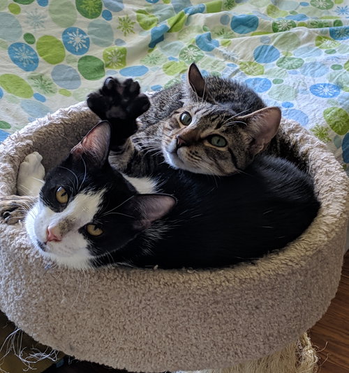 Angel and Spam Musubi - Kauai Kittens