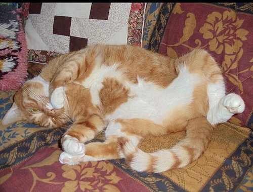 MOLLY - Offered by Owner - Senior Redhead