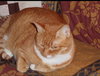 MOLLY - Offered by Owner - Senior Redhead