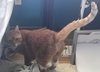 MOLLY - Offered by Owner - Senior Redhead