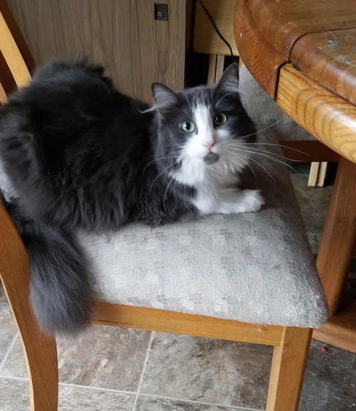 DUTCHESS - Offered by Owner - Young Adult