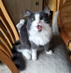 DUTCHESS - Offered by Owner - Young Adult