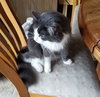 DUTCHESS - Offered by Owner - Young Adult