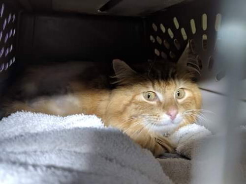 SKIMBLESHANKS - Offred by Owner - Outside Cat