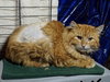 SKIMBLESHANKS - Offred by Owner - Outside Cat