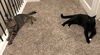 TOM & JERRY - Offered by Owner pair