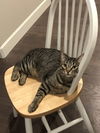 TOM & JERRY - Offered by Owner pair