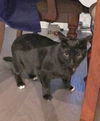 TOM & JERRY - Offered by Owner pair