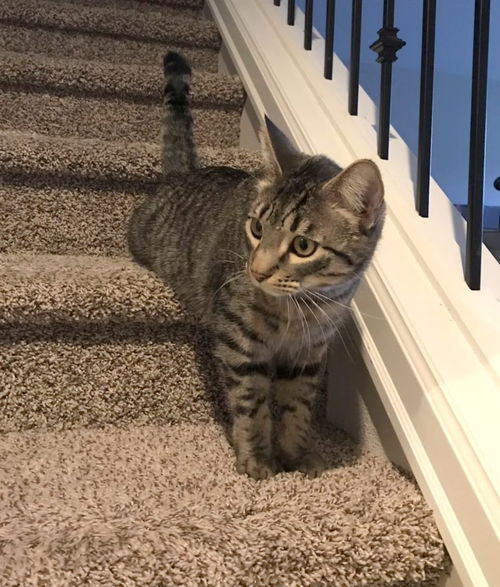 TOM & JERRY - Offered by Owner pair