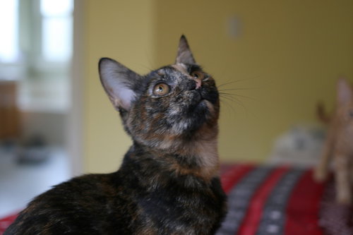 CHELSEA - Kauai Kitten (sister of Challis)