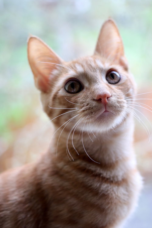 CHALLIS - Kauai Kitten - brother of Chelsea
