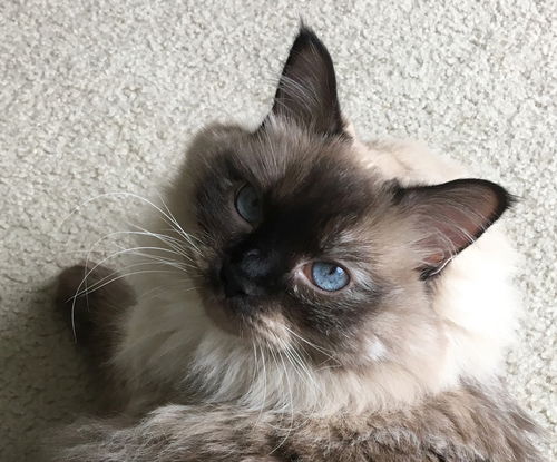 WILLOW - Siamese Female