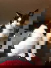 BEAN - Teen female