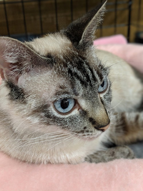 AUDIE - Female Siamese Lynx Point
