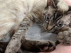 AUDIE - Female Siamese Lynx Point