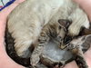 AUDIE - Female Siamese Lynx Point