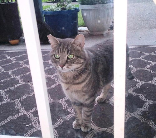 CURTIS - Offered by Owner - Young Male
