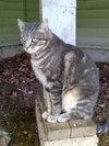 CURTIS - Offered by Owner - Young Male