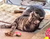 CURTIS - Offered by Owner - Young Male