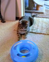 CURTIS - Offered by Owner - Young Male