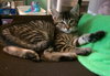 MELODY and PEPPER - bonded sisters