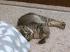 MELODY and PEPPER - bonded sisters