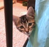 MELODY and PEPPER - bonded sisters
