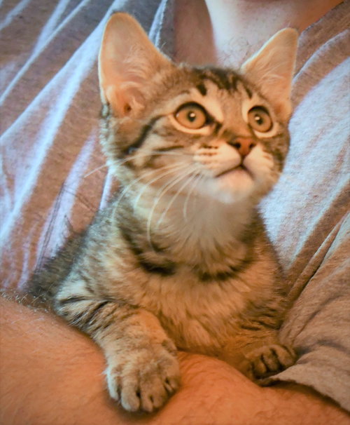 MELODY and PEPPER - bonded sisters