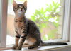 MELODY and PEPPER - bonded sisters