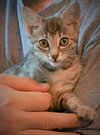 MELODY and PEPPER - bonded sisters
