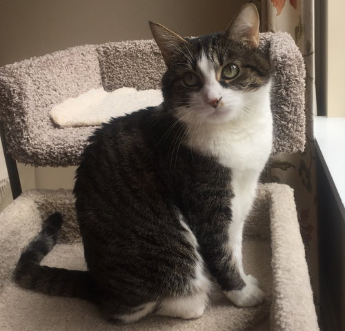 OLIVE - Offered By Owner