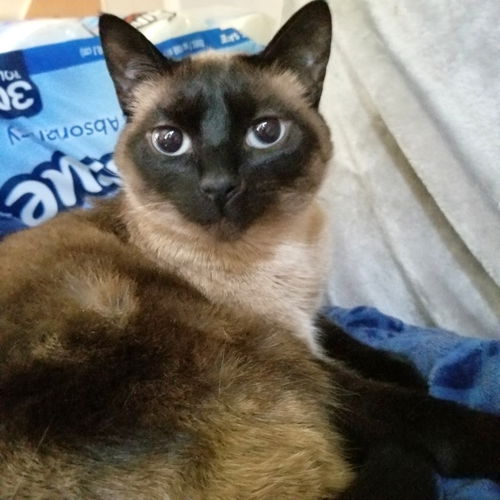 KIKI - Offered by Owner _ Siamese/Ragdoll